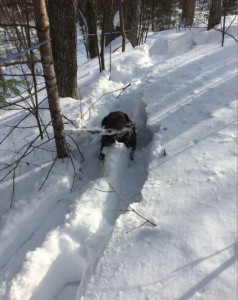 Même Veeki le chien aide pour faire les sucres... grosse journée dans la neige molle!