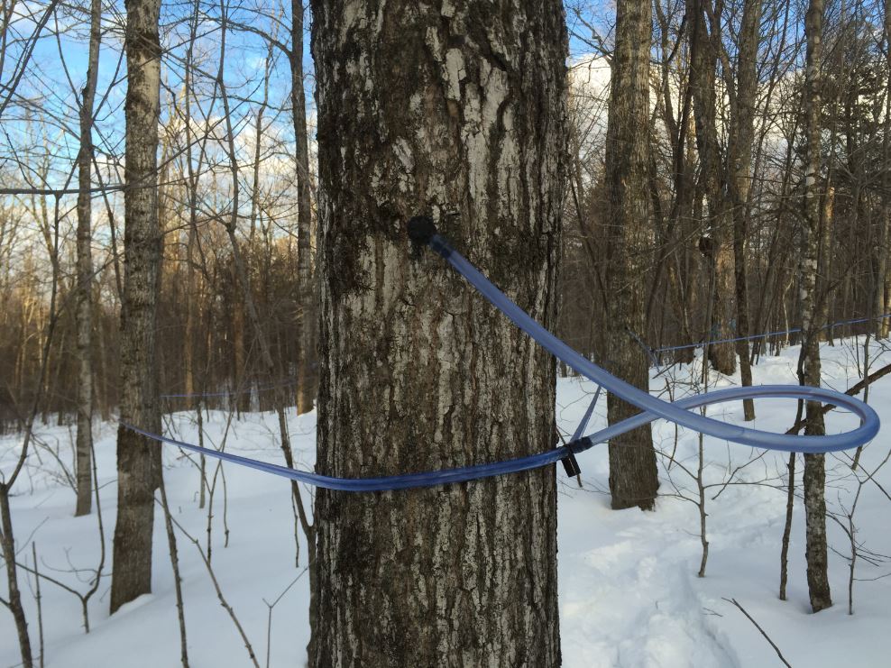 A typical tapped sugar maple with food grade tubes. Une entaille typique avec chalumeau et tubulure.