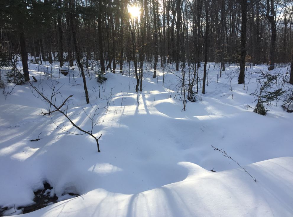 Life under the snow is just dormant getting ready to burst with green in a few weeks. La vie sous la neige n'attend que son tour pour se parer de vert dans quelques semaines