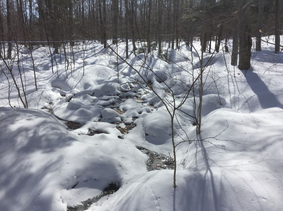 Snow melts differently where water is in the soil, this helps maple obtain moisture in summer. Les patterns de fonte de neige nous indique les écoulements d'eau sous terrain qui vont irriguer les érables en été 