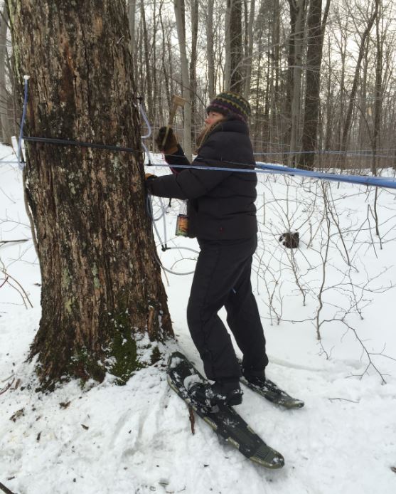 Large maples need to be protected from overtapping, each is monitored. Les grosses érables sont protégés du sur-entaillage en les inspectants en détail.