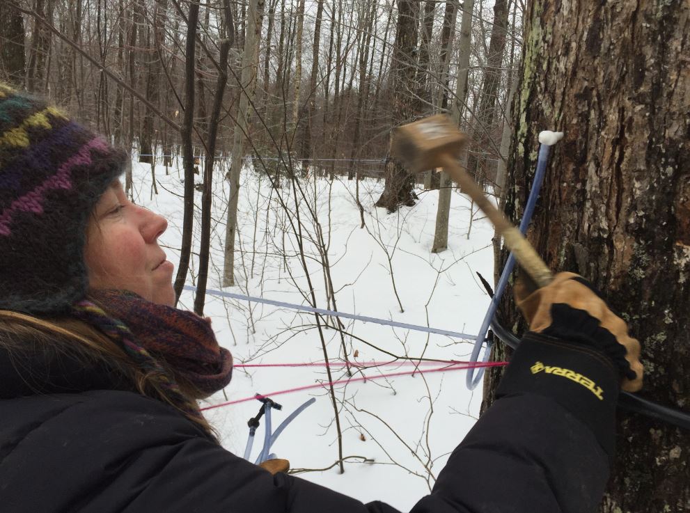 Christina shows how to tap a spigot! - Christina nous montre comment installer un chalumeau.